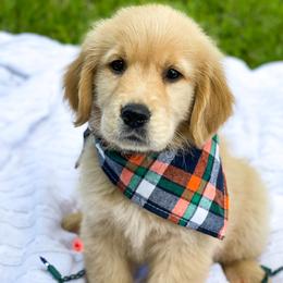 Golden Retriever Puppies from All shades Golden