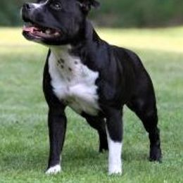 Bessie - Staffordshire Bull Terrier