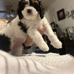 Cavalier King Charles Spaniel, Cavapoo, Maltipoo, and Poodle Puppies from Lainy's Puppies