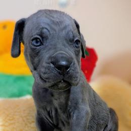Gray collar: Rain - Gray female Cane Corso puppy in Franktown, Colorado from Earth and Ship Cane Corso