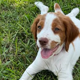 Brittany puppies from Bull Creek Kennels