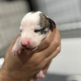 Infinity - White and fawn brindle female Whippet puppy in Winter Garden, Florida from Infinity Whippets