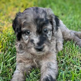 Chicory - Black male Goldendoodle puppy in Kansas City, Missouri from Beary GoldenDoodles