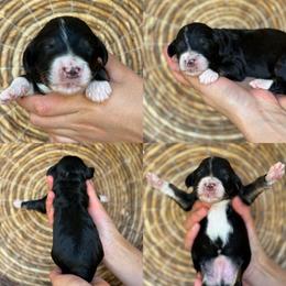 Goldfish - Tri-color male Bernedoodle puppy in Yuciapa, California from AlltheDoodlez_