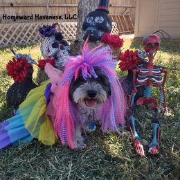 Havanese Puppies from Homeward Havanese, LLC