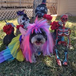 Havanese Puppies from Homeward Havanese, LLC