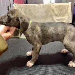 Mountain Cur Puppies from Walnut Ridge Mountain Curs