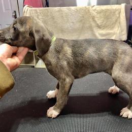 Mountain Cur Puppies from Walnut Ridge Mountain Curs