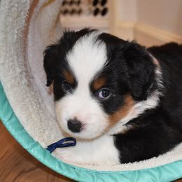 Miniature American Shepherd Puppies from DreamWeaver