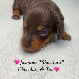 Jasmine - Chocolate and tan female Dachshund puppy in Brandon, Mississippi from A & N Kennel’s Mini Dachshunds