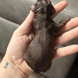 Girl 1 - Chocolate female Dachshund puppy in London, Kentucky from Steele Half Acre Homestead
