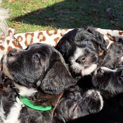 Barbado da Terceiras from Terceira Tail Blazers