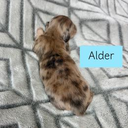 Alder - Cream Brindle Dapple Longhair - 5500 - Pet Only - Dapple male Dachshund puppy in Pauls Valley, Oklahoma from Simply Happy Dachshunds
