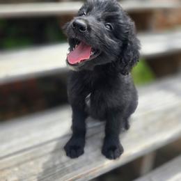 Cherry - Black phantom female Aussiedoodle puppy in Wilkinsville, South Carolina from Feather Branch Farm and Kennel