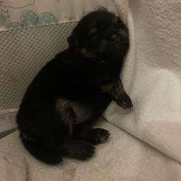 Pomeranian Puppies from Silver’s Reigning Heir Poms