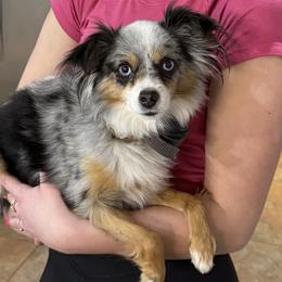 Australian Shepherds from Cowin Premier Aussies