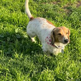 Lynk - Dachshund