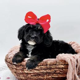 Maggie - Tri-color female Bernedoodle puppy in Statesville, North Carolina from Doodle Babies