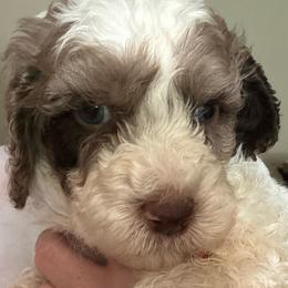 Tucker - Chocolate male Goldendoodle puppy in Sanderson, Florida from Serenity Goldendoodles