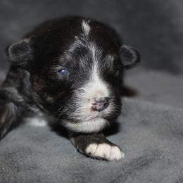 Vinny - Black tri-color male Aussiedoodle puppy in Loretto, Tennessee from K Kountry Farm