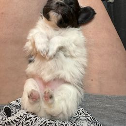 Papillon Puppies from Sapphire Papillons
