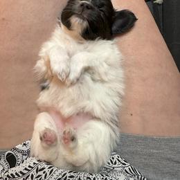Papillon Puppies from Sapphire Papillons