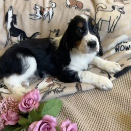 Boy 4 - Black white and tan male English Springer Spaniel puppy in Las Vegas, Nevada from Legacy