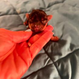 Pippy - Blue and gold male Yorkshire Terrier puppy in Hot Springs, Arkansas from Weslynn Kennels
