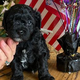 Freedom,  4 weeks old - Black male Cockapoo puppy in Crawford, Colorado from Saddle Mountain Doodles
