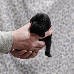 Pink Collar - Black female Labrador Retriever puppy in Boyd, Minnesota from Lindley Labradors