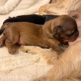 Marigold - Brindle female Shorkie puppy in Escondido, California from Yorkies of Escondido