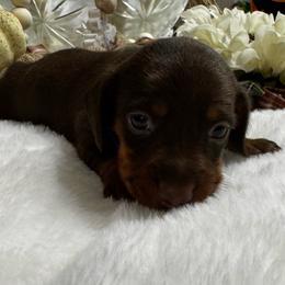 Maverick - Chocolate and tan male Dachshund puppy in Glen Saint Mary, Florida from 🍯 Honey Pot Dachshunds 🐾