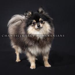 Chloe - Black and tan female Pomeranian puppy in Grass Lake, Michigan from Chantilly Lace Poms