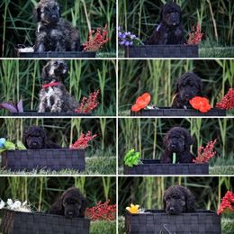 Poodle Puppies from Nay Design Poodles