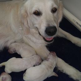 Golden Retriever Puppies from Kierra Golden Retrievers