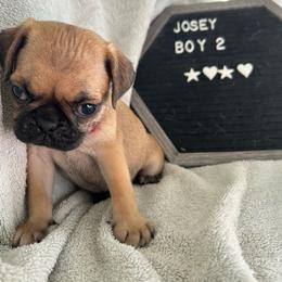 Boy 2 - Fawn male Pug puppy in Norborne, Missouri from Pug Palace