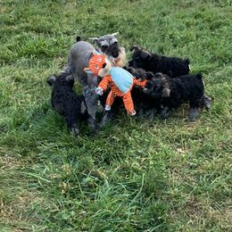 Miniature Schnauzer Puppies from Lindow Schnauzers