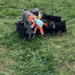 Miniature Schnauzer Puppies from Lindow Schnauzers
