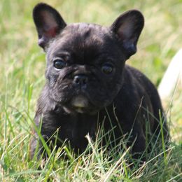 American Bulldog, French Bulldog, and Shorty Bull Puppies from Bingham's Bulldogs LLC