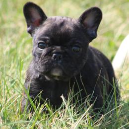 American Bulldog, French Bulldog, and Shorty Bull Puppies from Bingham's Bulldogs LLC