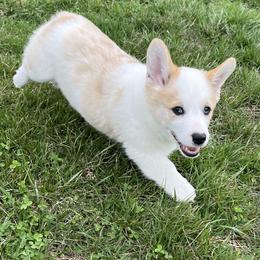Klaus - White and red male Pembroke Welsh Corgi puppy in Rolla, Missouri from Chapman Corgis