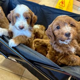 Goldendoodle Puppies from Halo Doodles