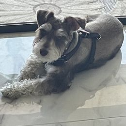 Miniature Schnauzer All Grown Up from Regency Schnauzer