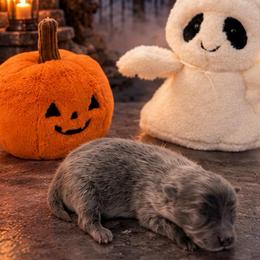 Smoky - Blue male Pomeranian puppy in Hayward, California from Bay Area Designer Poms
