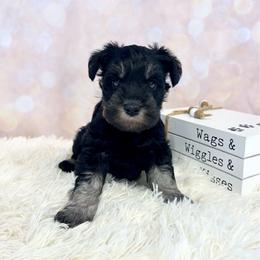 Orange collar - Black and silver male Miniature Schnauzer puppy in Springfield, Tennessee from My Lovable Schnauzers