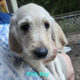 Light pink boy - Cream male Double Doodle puppy in Kalamazoo, Michigan from Doodles of Sherwood Forest