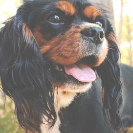 Arya Stark - Cavalier King Charles Spaniel
