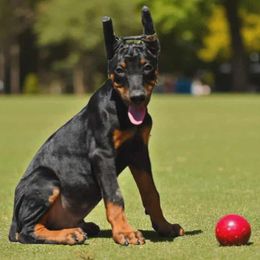 Doberman Pinscher puppies from Masaya