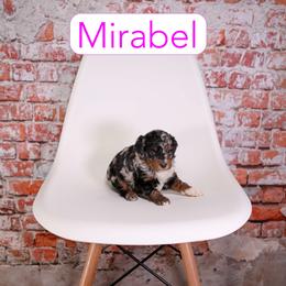 Mirabel - Blue merle female Assorted Doodle Crosses puppy in Calhoun, Georgia from Happy Top Doodles