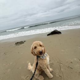 Goldendoodle All Grown Up from Sinclairdoodles